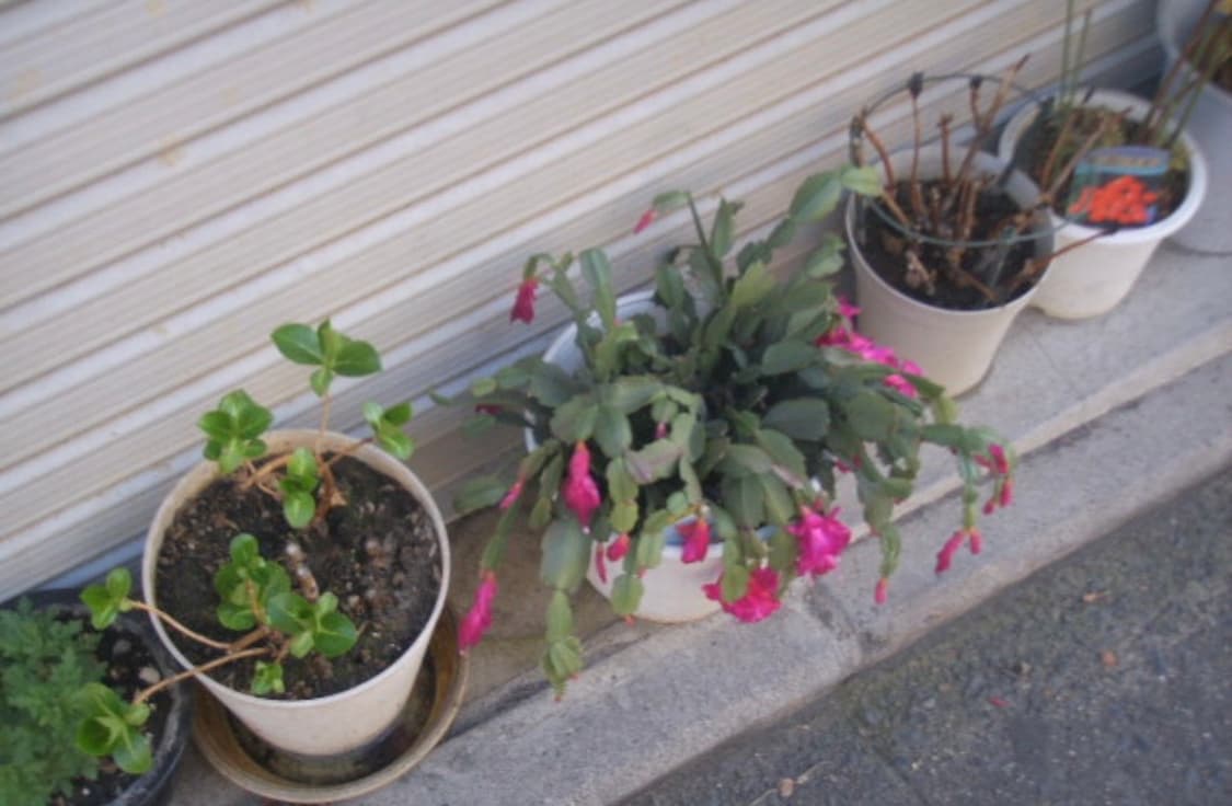 삼성 케녹스 KENOX  #1 (빈티지 디카) 상품이미지5