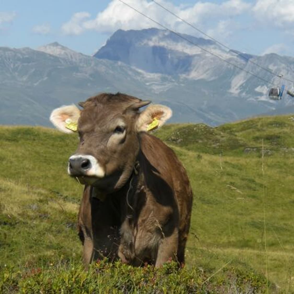 Casio exilim 카시오 엑슬림 ex-z77 빈티지디카 디카 상품이미지9