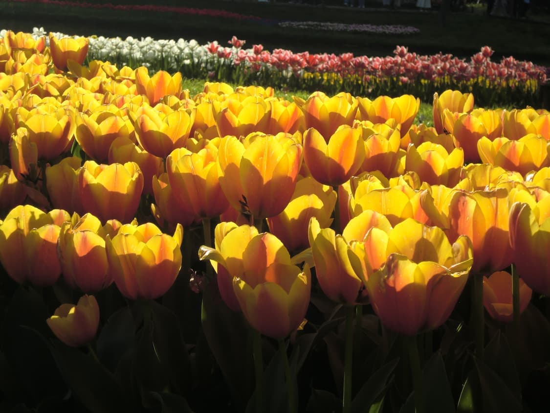 (로제, 모카, 아일릿) 카시오 엑슬림 z2000 실버 상품이미지8