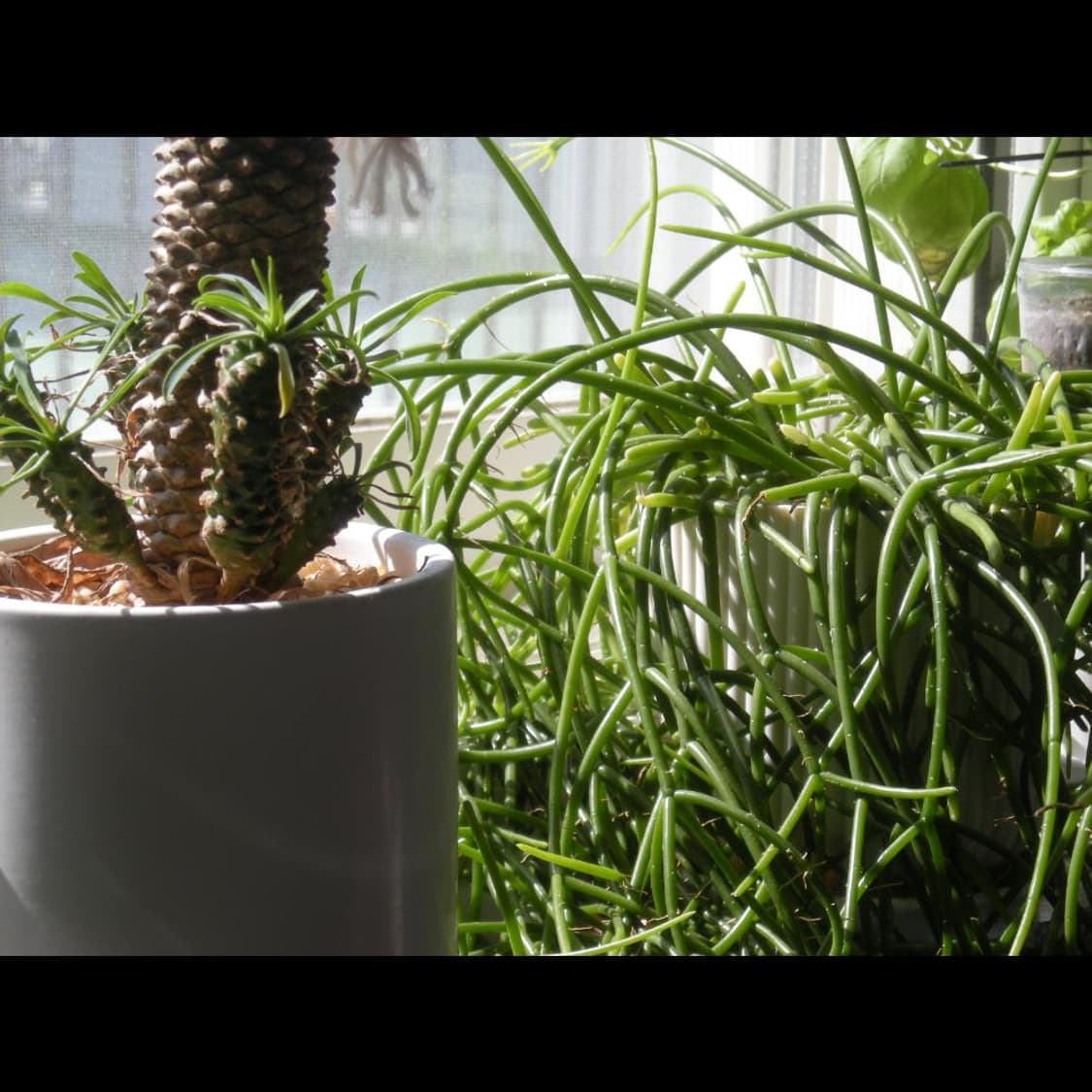 작례⭕️ 니콘 쿨픽스 S510 빈티지 디카 디지털카메라 상품이미지9