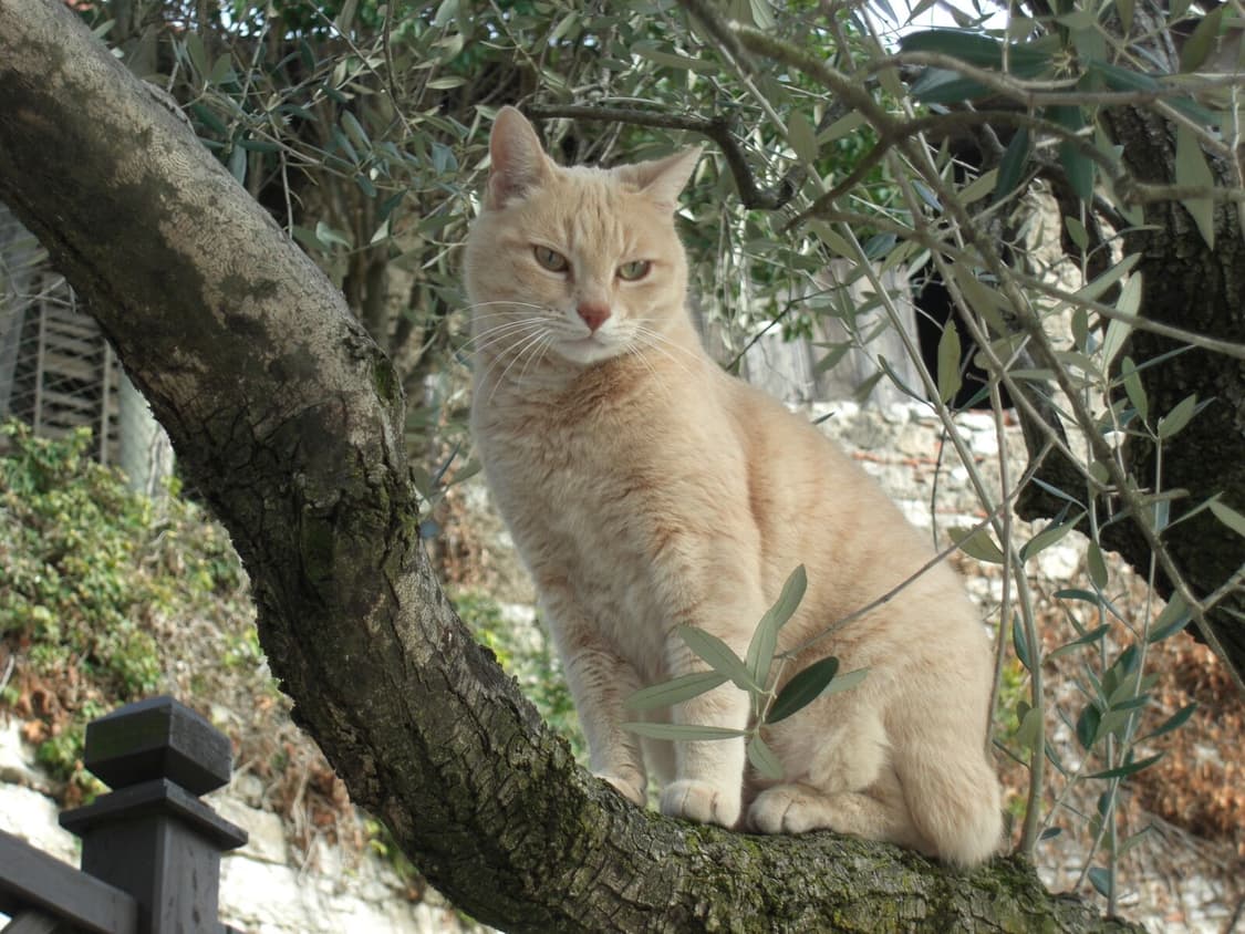 [은채디카&딸기우유!] 카시오 Exilim EX-Z1080 디지털카메라 상품이미지9