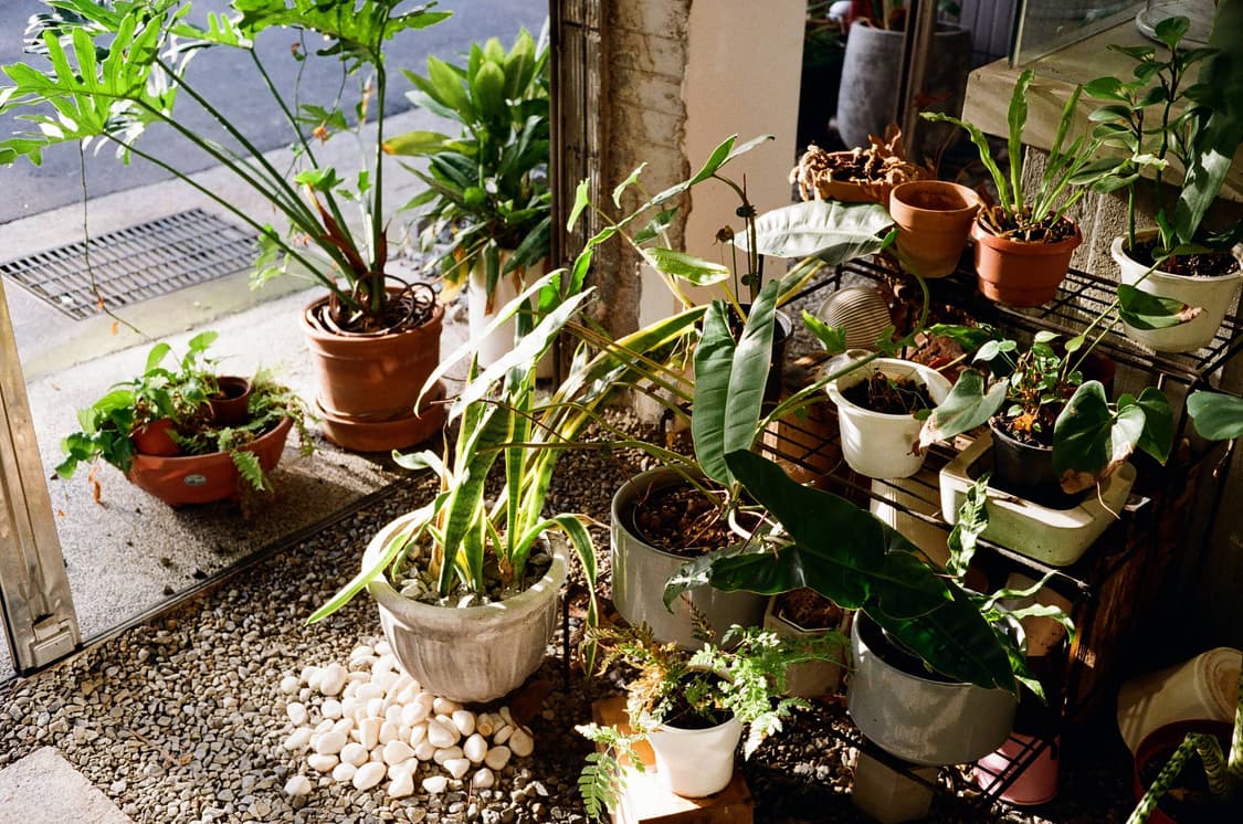 작례O 자동 노출의 정점 리코 elnica F 필름카메라 빈티지 필카 상품이미지5