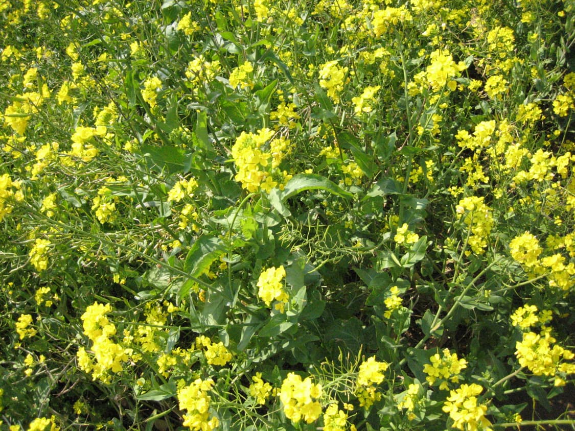 📸 Canon IXUS 50 빈티지 디카 캐논 익서스 상품이미지5