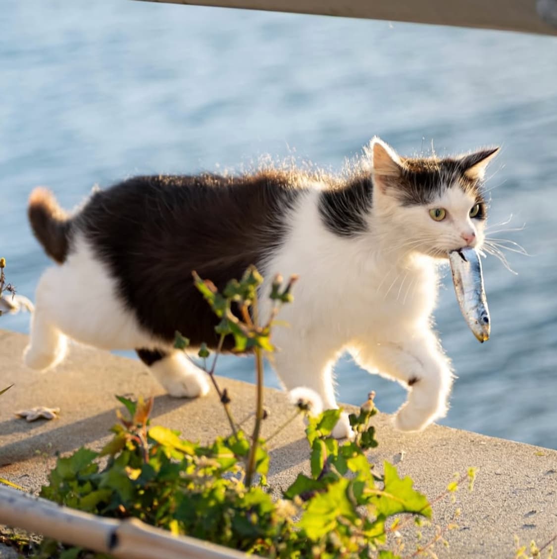 개인결제창 러셀 스웻 후집 카멜 상품이미지1