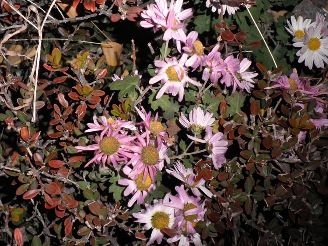 작례O) Olympus  fe-5020 올림푸스 빈티지 디카 상품이미지9