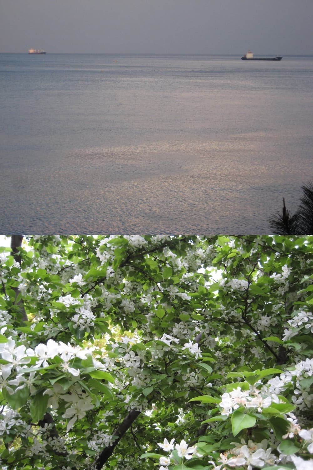 캐논 익서스 70 (하자 있음) 상품이미지10