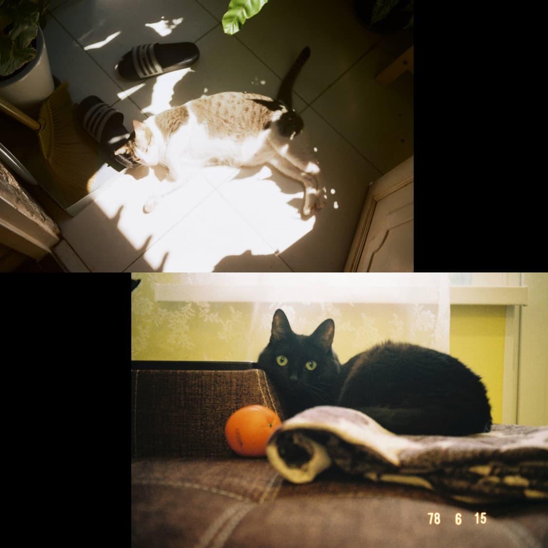 필름카메라 미놀타 하이매틱 sd( 작례 0) 상품이미지3