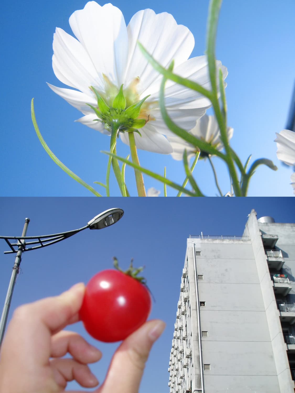 Olympus FE-350 상품이미지3