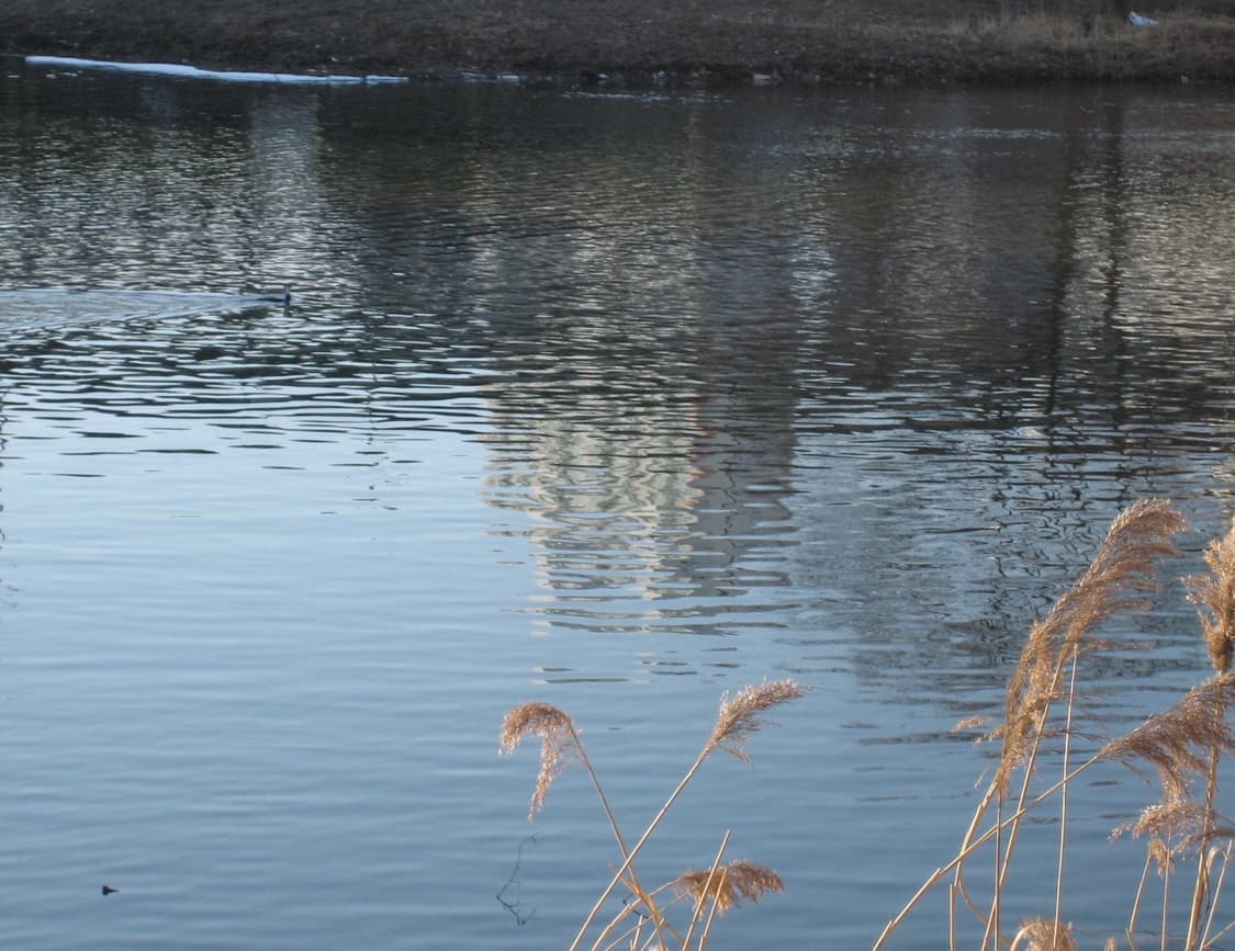 아이유 디카로 유명한 캐논 IXY 55 디카! (작례O ) 상품이미지7