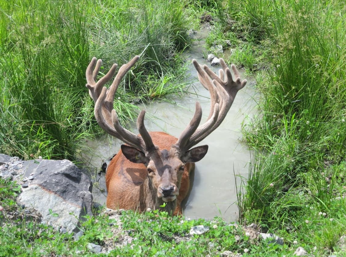 신품급)캐논 익시 610F (익서스 255 HS) 빈티지디카 상품이미지9