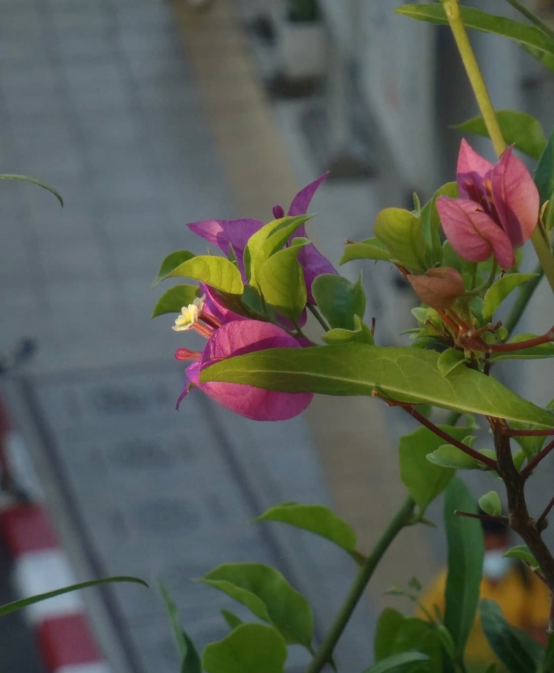 올림푸스 olympus tough 6020 디카 상품이미지4