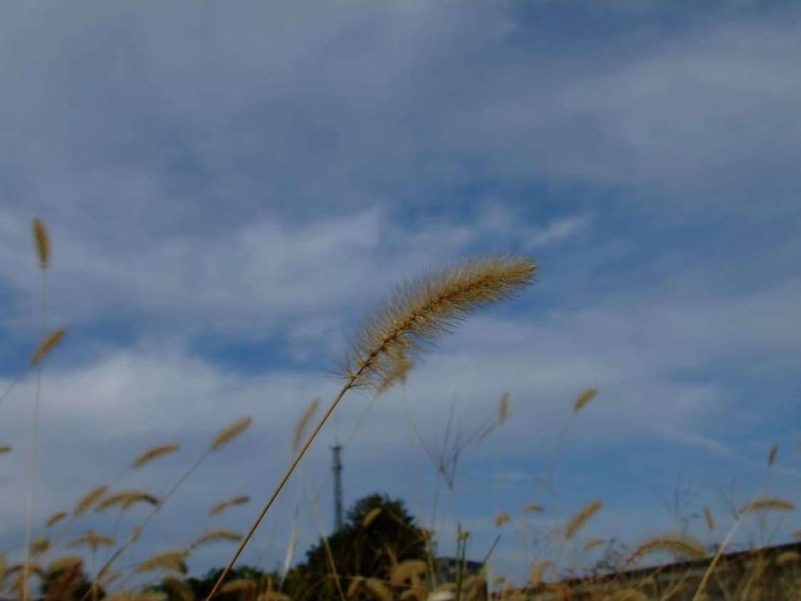 미품✨️박스풀셋🌸 FinePix Z3  (후지필름 파인픽스 Z3) 핑크 상품이미지4