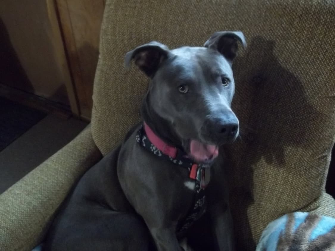 Kodak easyshare c195 코닥 이지쉐어 디카 카메라 상품이미지4