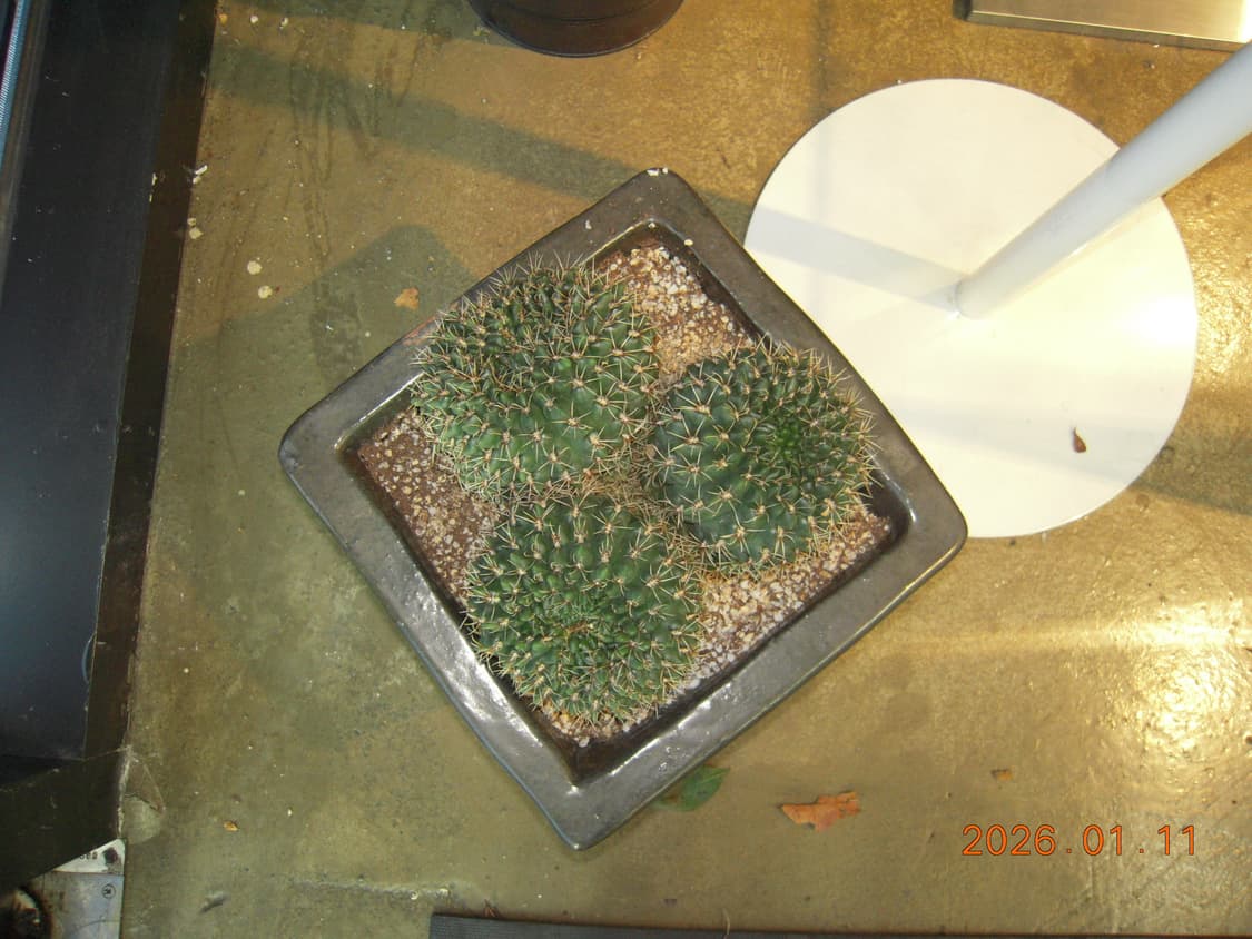 배터리2개/날짜표시)니콘 쿨픽스 S600 핑크골드 빈티지디카 상품이미지9