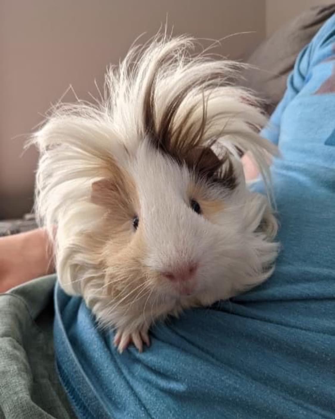 앤팀 번장 거래 상품이미지1