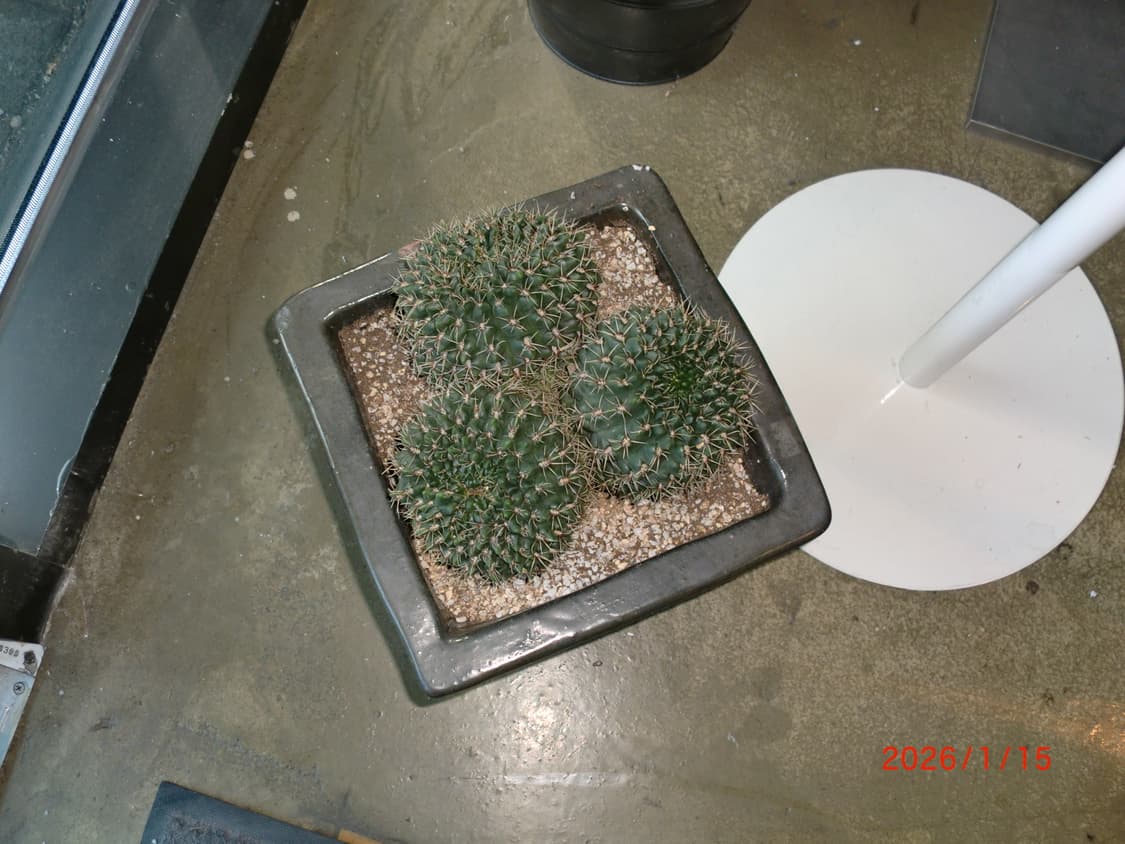 박스O/날짜표시)카시오 ex-z330 실버 빈티지디카 상품이미지10