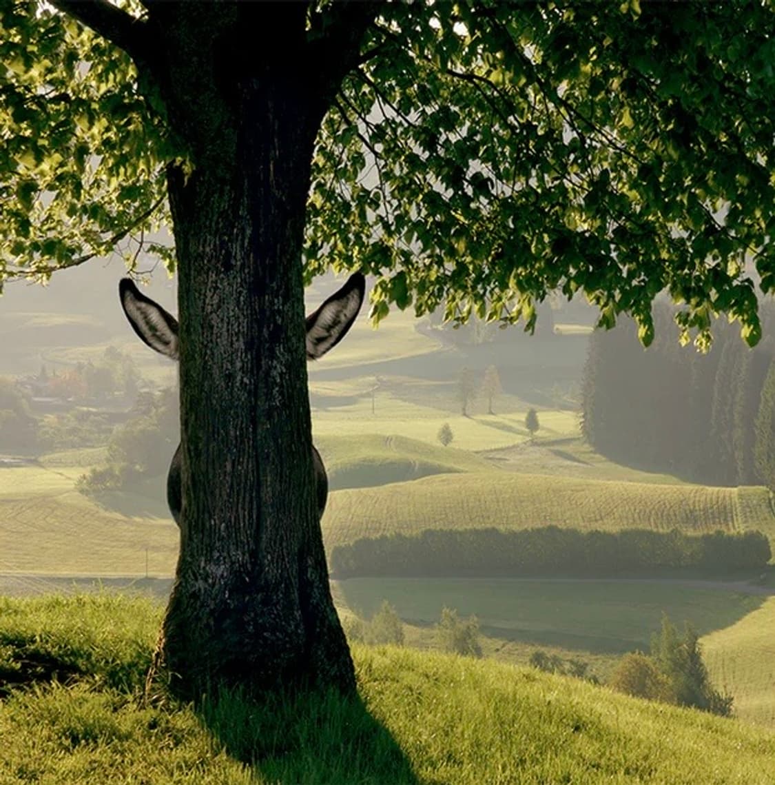 Visionaire 51: Harmony (Toyota Lexus 협업) 상품이미지9