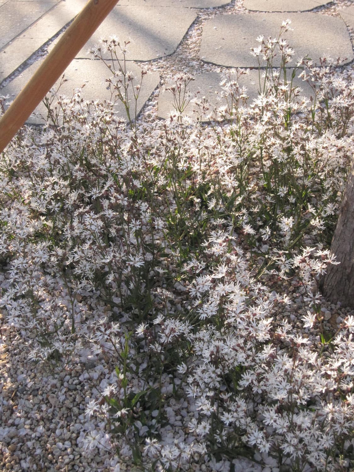 캐논 익서스 870is 디카 판매 상품이미지9