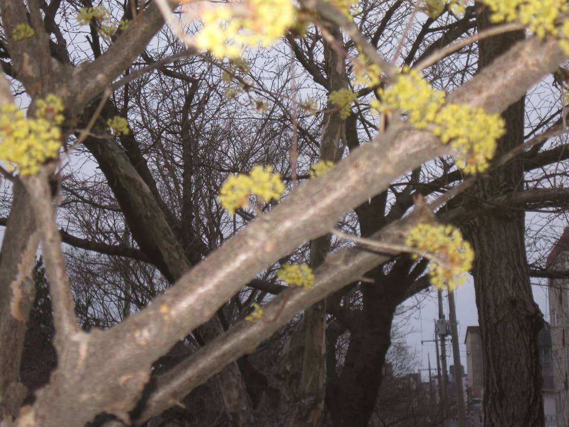 익서스95 작례 상품이미지9