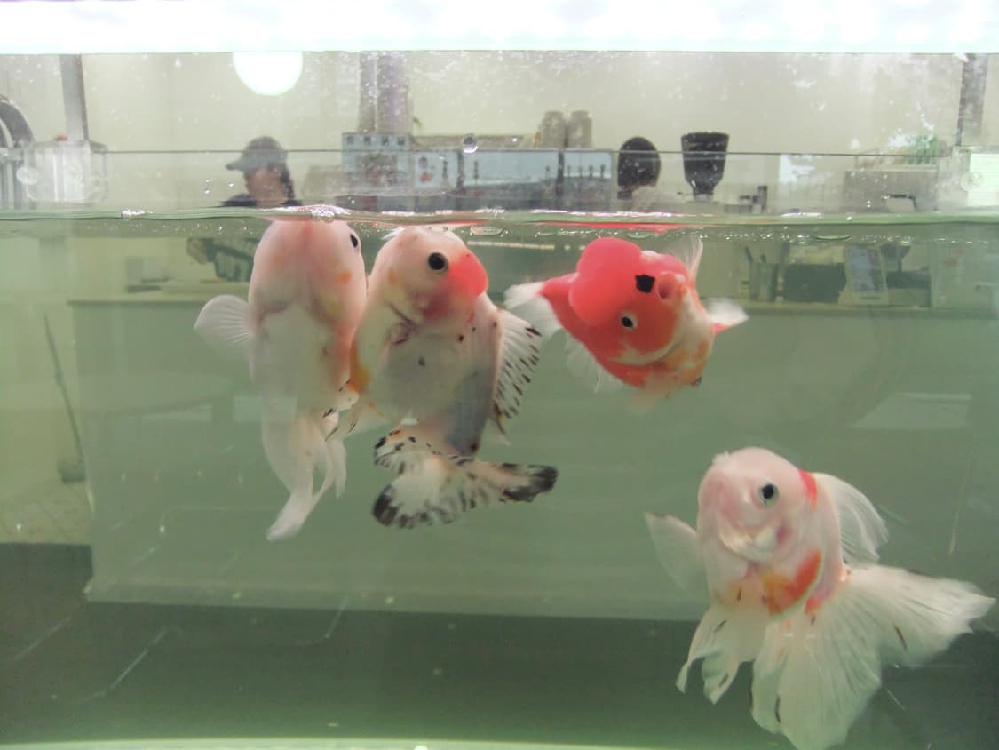 (풀박스/작례)후지필름 파인픽스 f80exr 상품이미지6