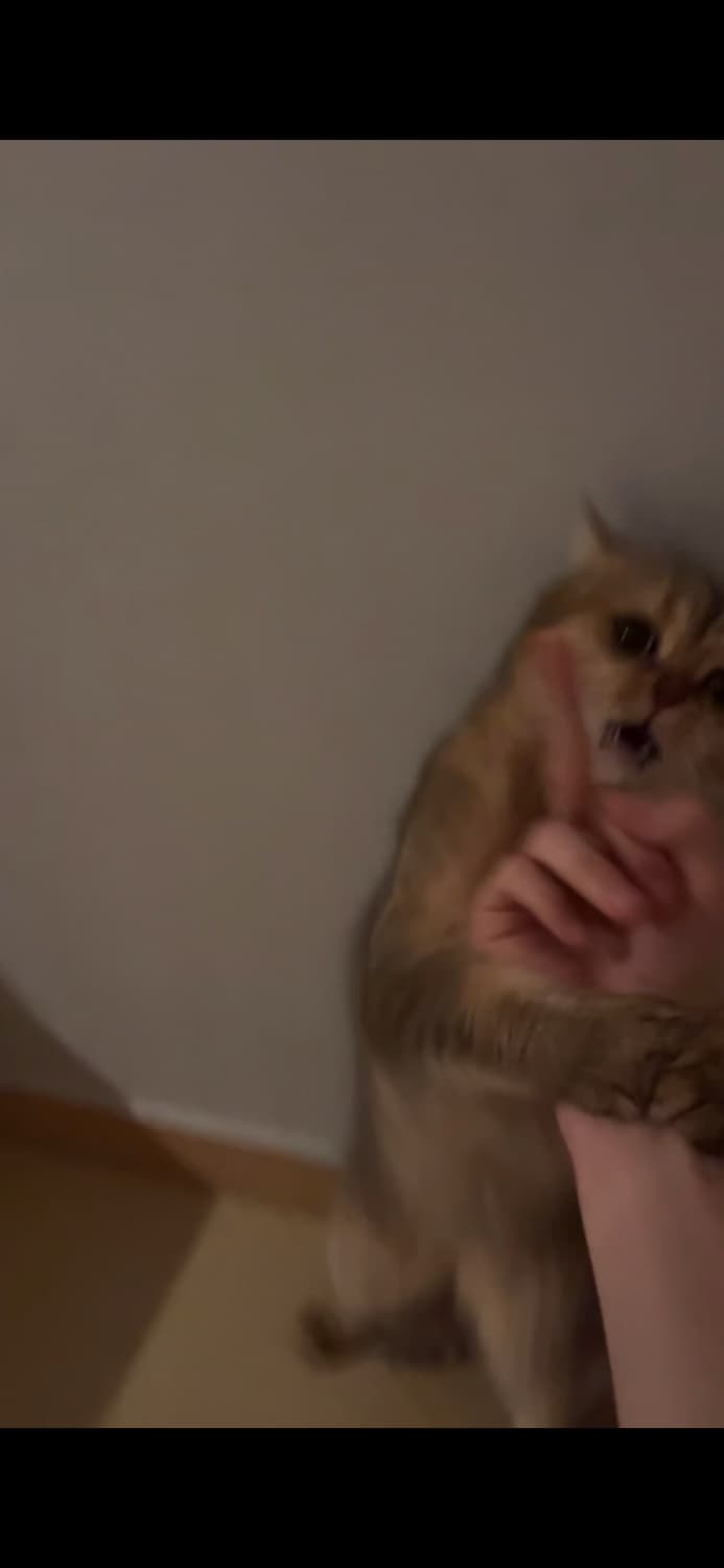 고양이 상품이미지5