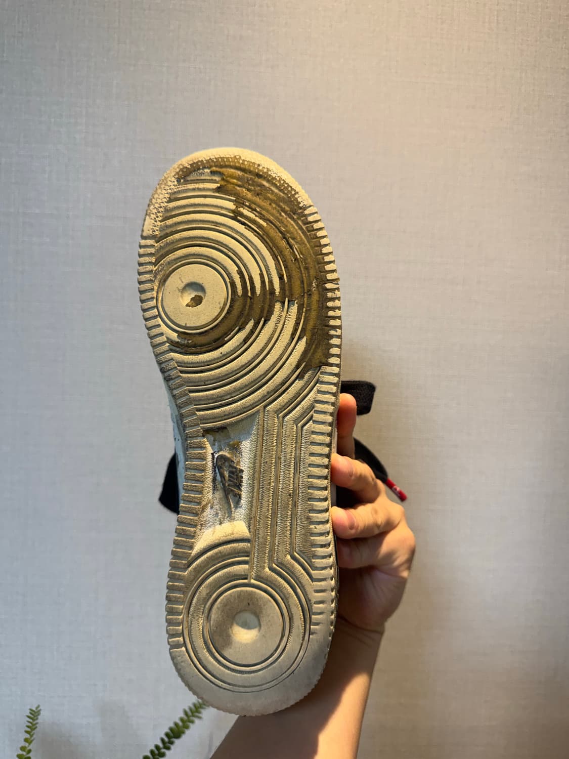 [270]피마원 2.0  상품이미지9