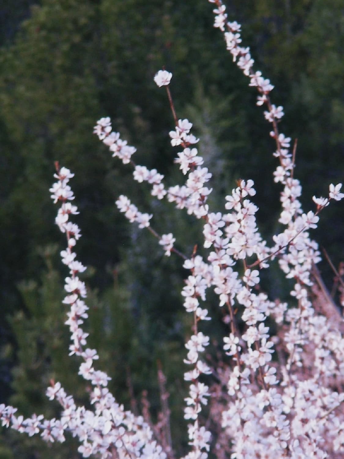 산요작티 hd1a | 빈티지 캠코더 Sanyo Xacti 상품이미지9