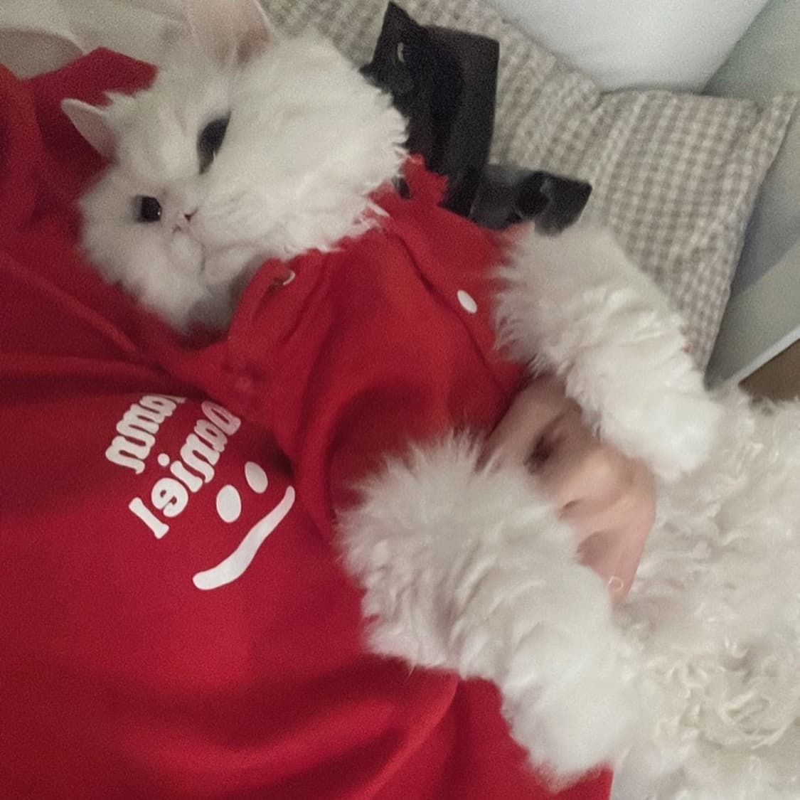 damndaniel 강아지 고양이 후드티  상품이미지5