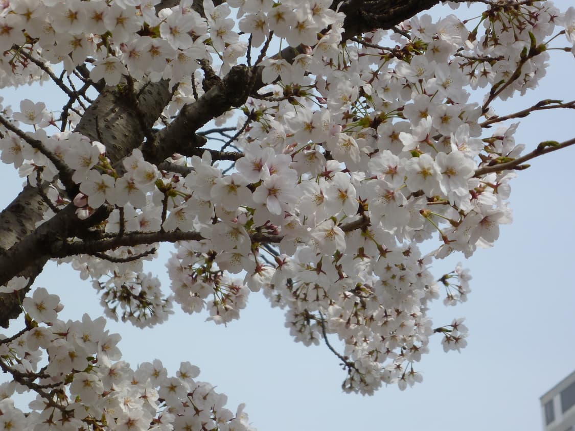 (작례 O) 파나소닉 루믹스 dmc fx66 베이비블루 상품이미지2