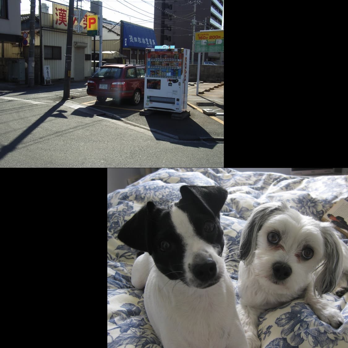 리코 카프리오 r1 (작례 0) 상품이미지2