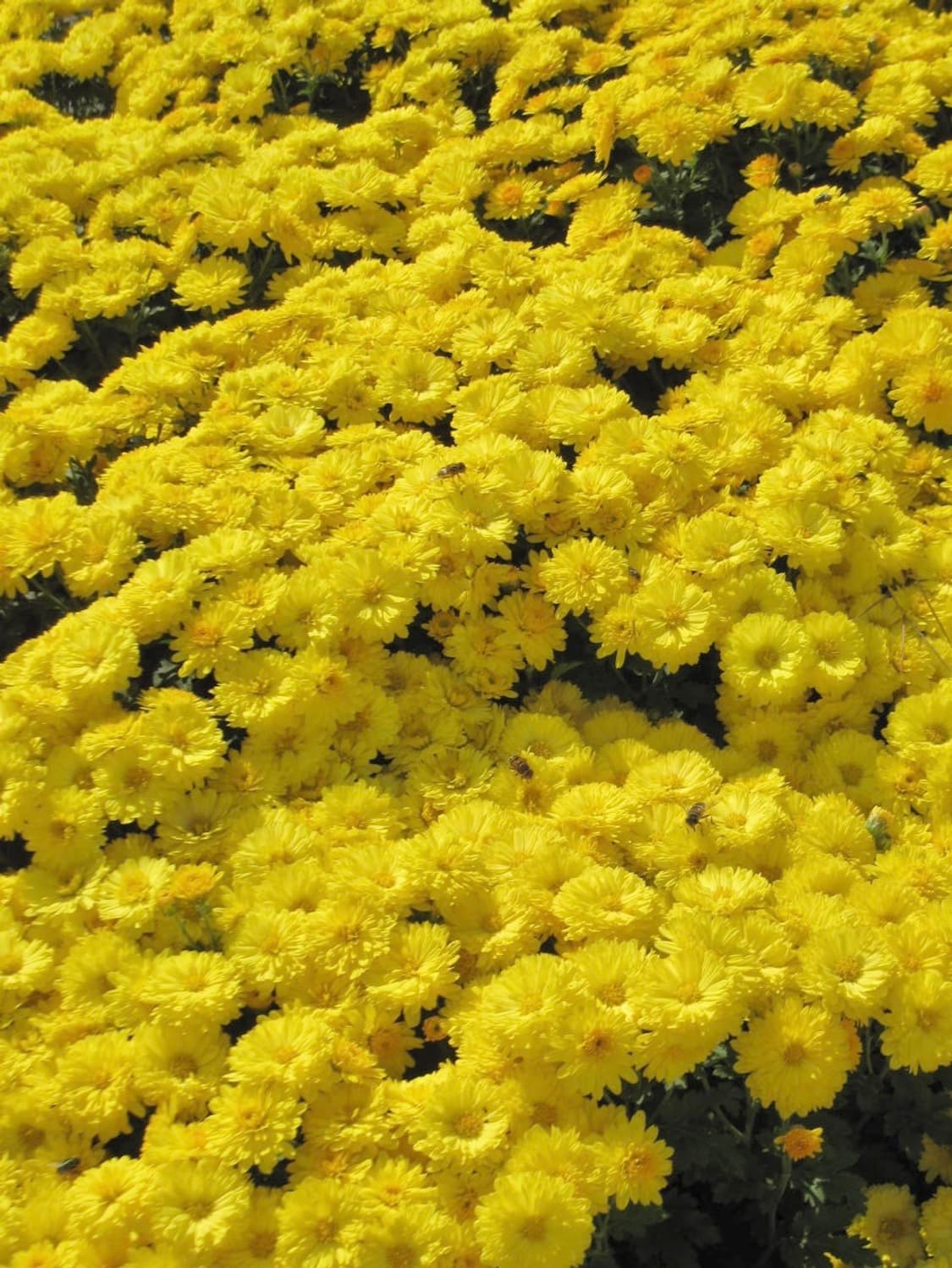 강추 !! 캐논 ixy 920 is 익서스 디카 작례 o 상품이미지7