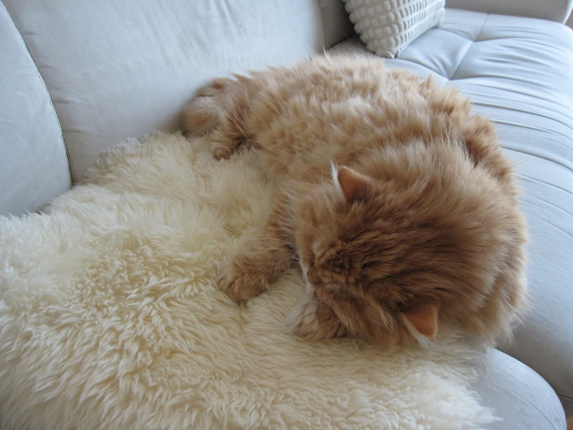 캐논 익서스 ixus 870is 판매 (한국어 지원) 상품이미지9