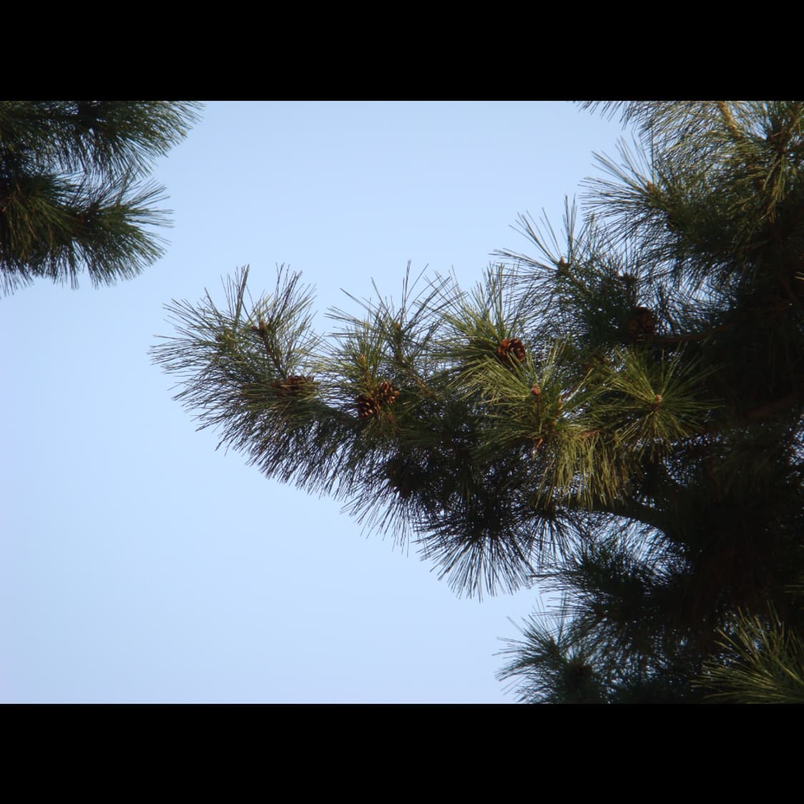 작례⭕️ 소니 사이버샷 DSC-T100 상품이미지7