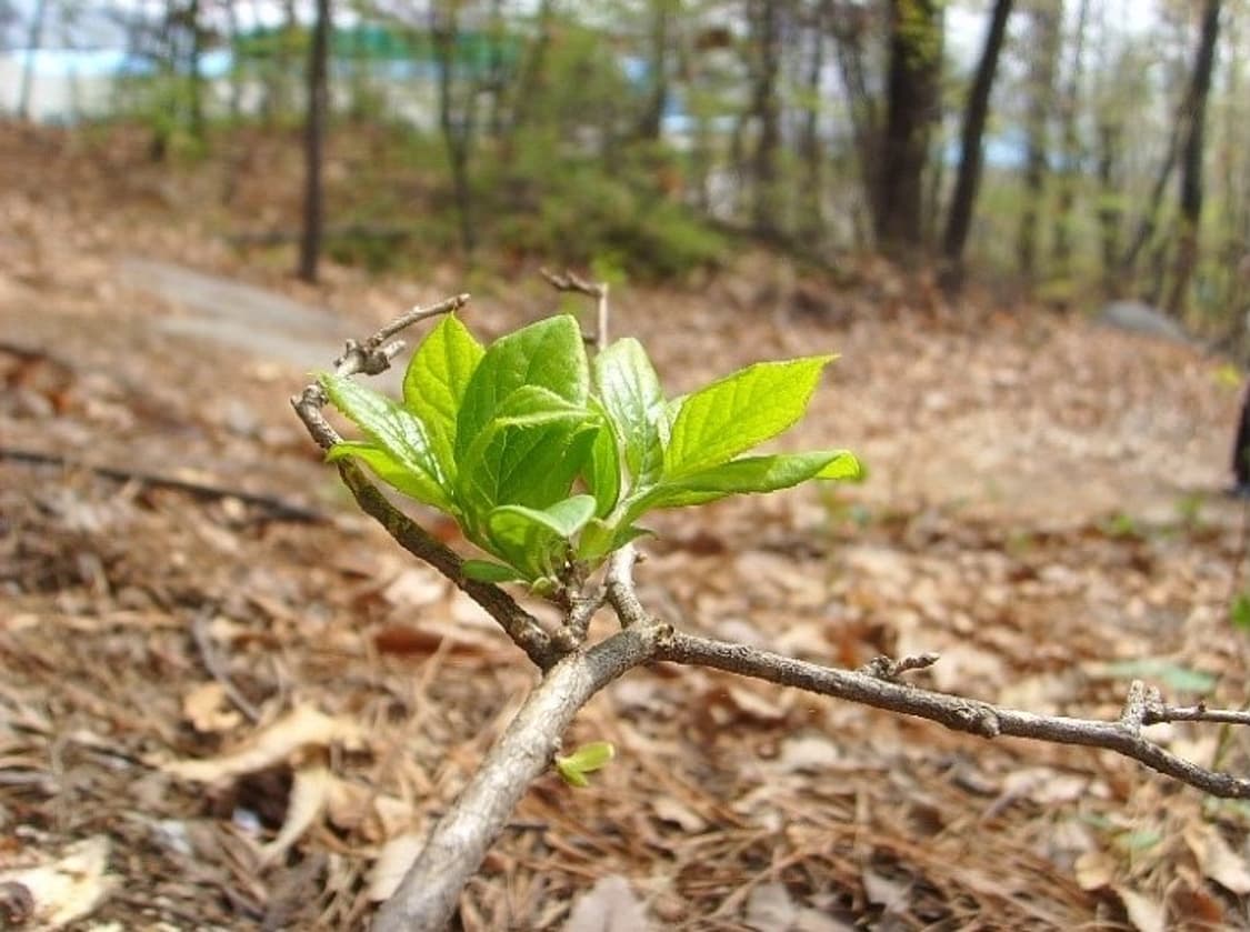 삼성 케녹스  Samsung Kenox #11 블랙 상품이미지4