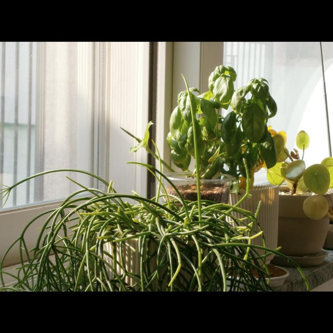 올림푸스 VG-110 + 박스 실버 메탈릭⌚ 빈티지 디카 디지털 카메라 상품이미지3