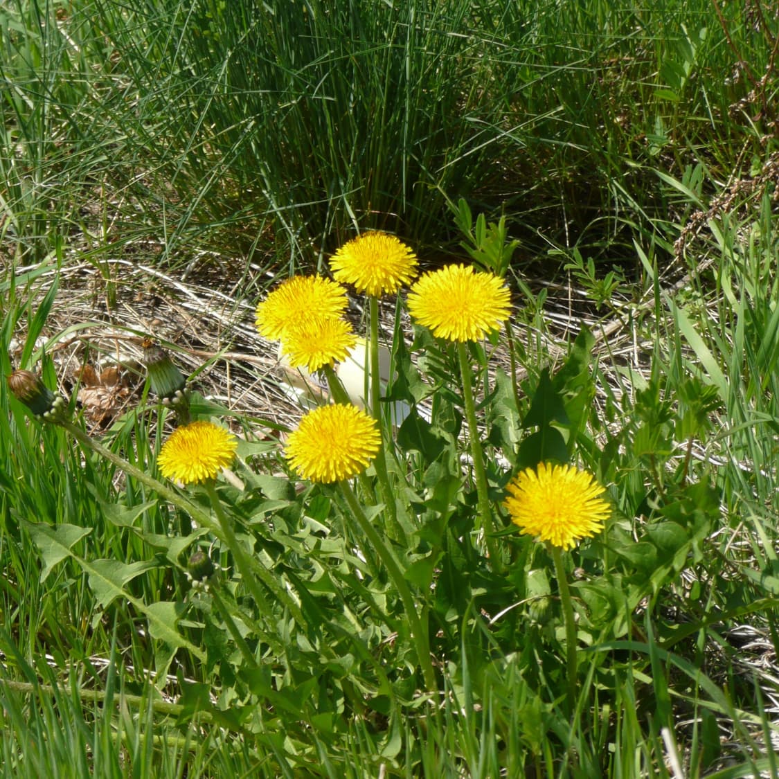 Lumix TZ3(🎁풀패키지/✨민트급) 상품이미지10