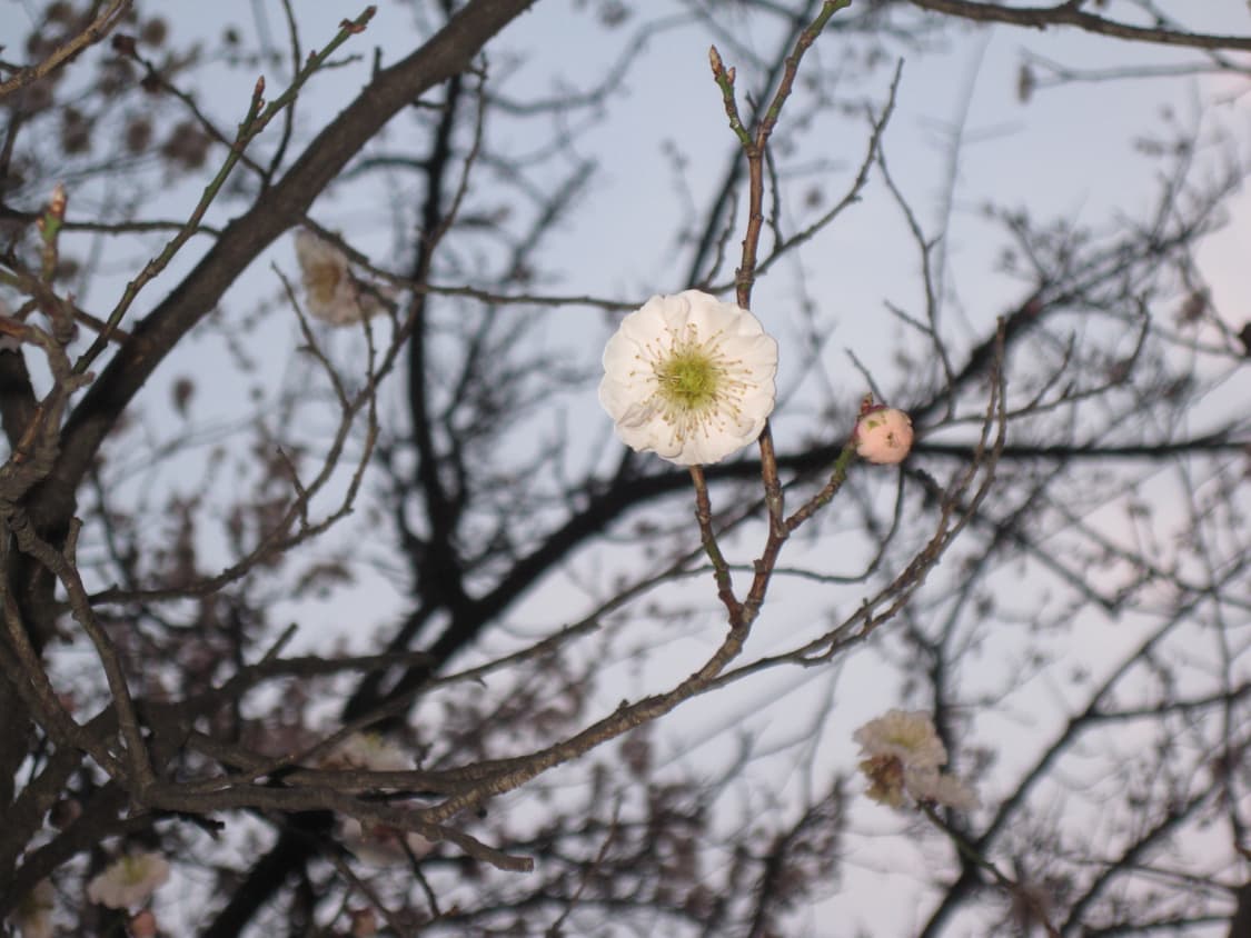 익서스95 작례 상품이미지10