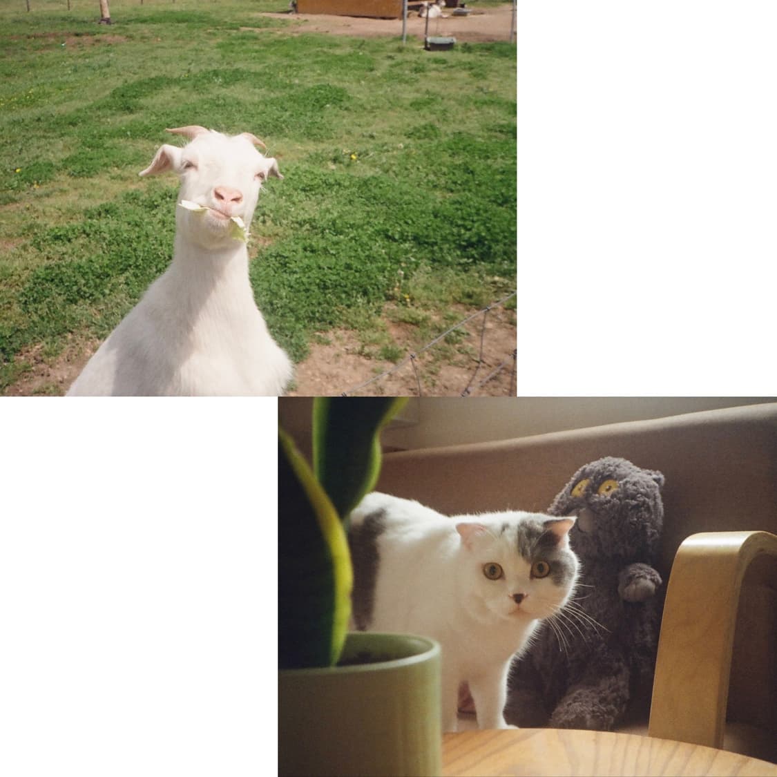 필름카메랄 캐논 다이얼35 (오버홀완료 보증 6개월) 상품이미지3