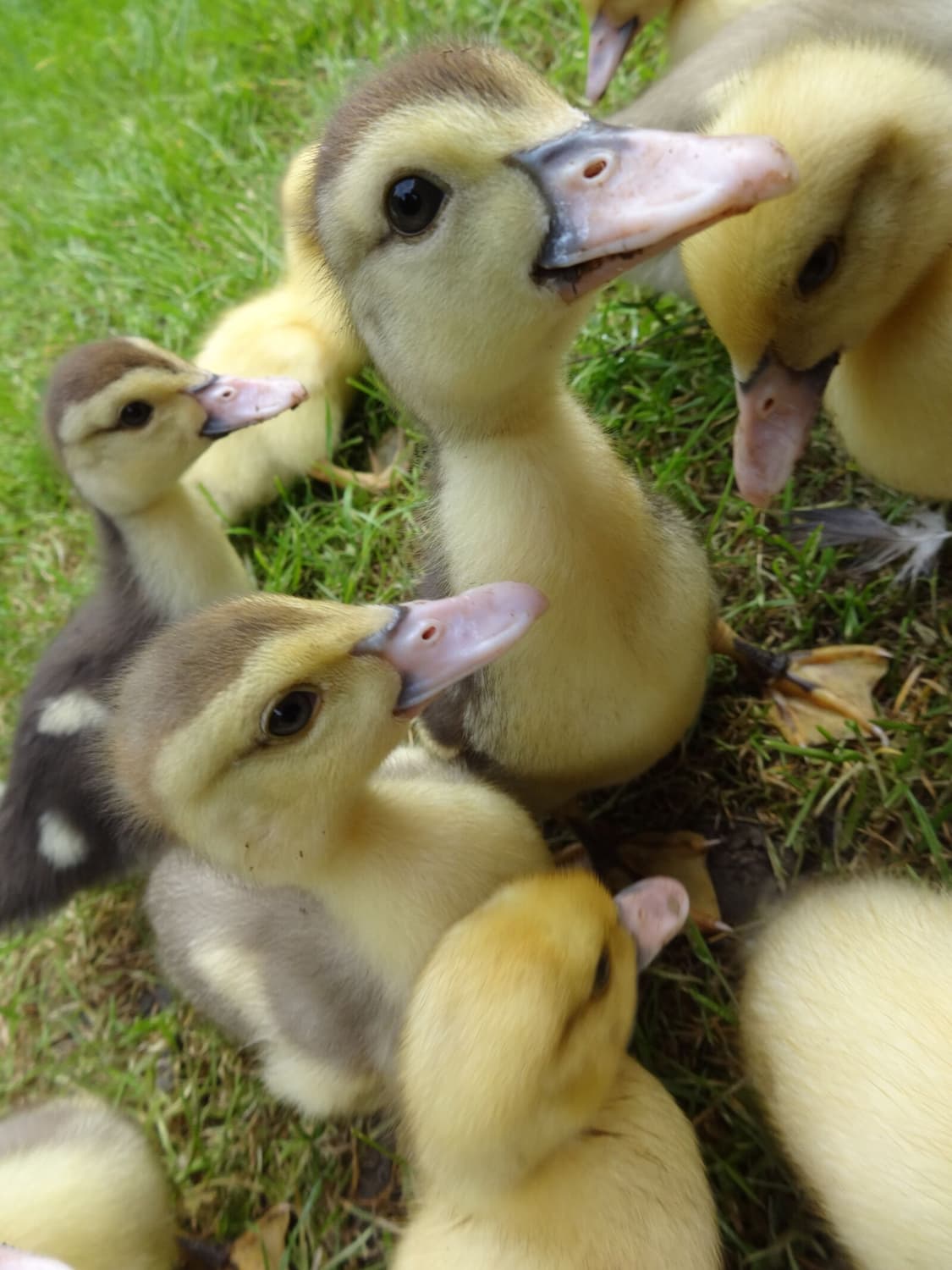 파나소닉 DMC-S1 빈티지 디지털카메라 빈티지디카 상품이미지8