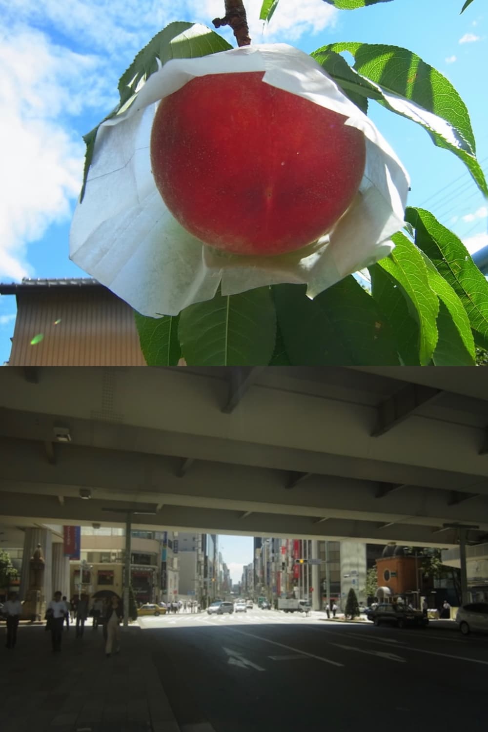 작례🫧𖠳ᐝ리코 RICOH PX 라임••🍋‍🟩 상품이미지9