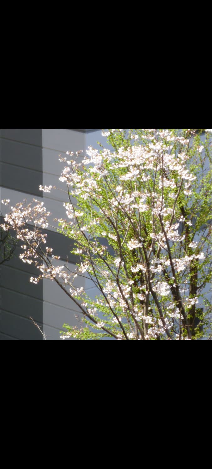 민트급) 파나소닉 루믹스 FX70 빈티지 디카 상품이미지2