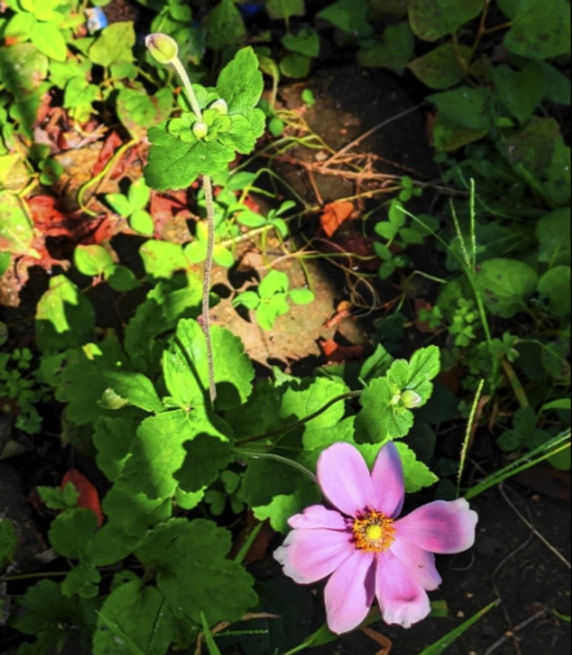 (신품급, 박스셋) 펜탁스 옵티오 E70 상품이미지10