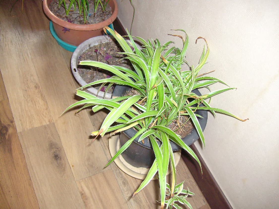 롤라이DB60 디카 (빈티지 카메라) 상품이미지8