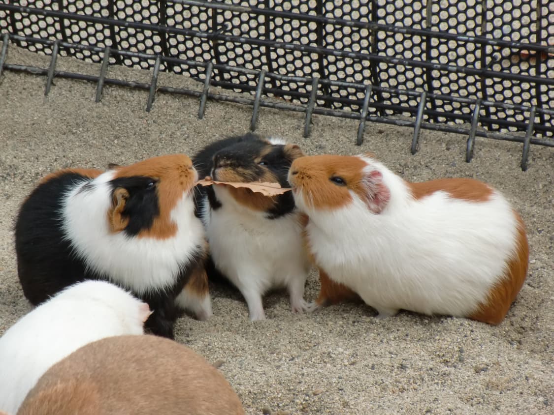 (츄디카)카시오 엑슬림 Casio Exilim EX-h10 상품이미지6