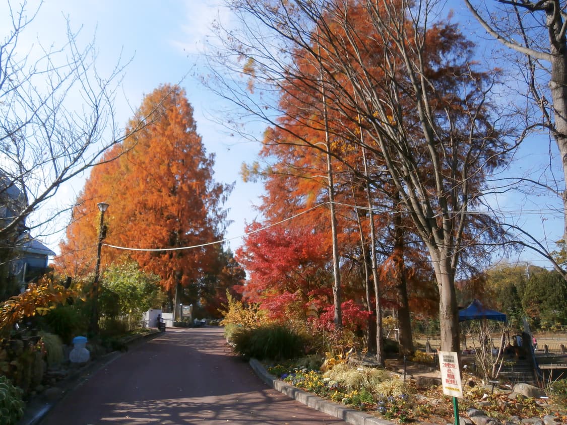 올림푸스 VH-210 오렌지 상품이미지8