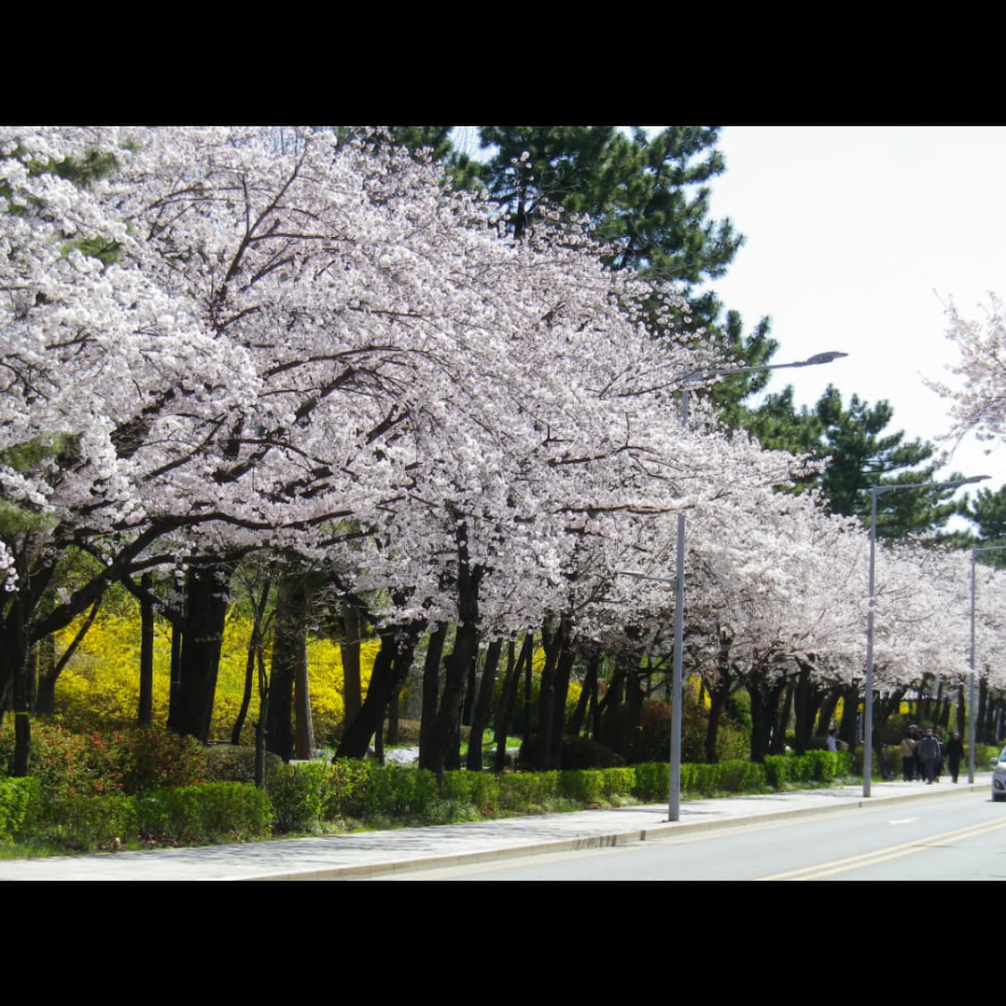 작례⭕️ 펜탁스 옵티오 RZ10  자연피부톤 ✨뽀용 🌸 상품이미지5