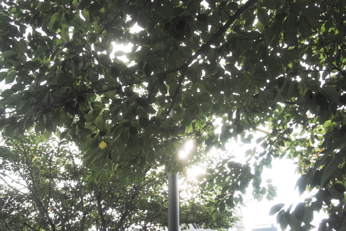 삼성 블루 samsung VLUU NV9 디지털카메라  상품이미지7