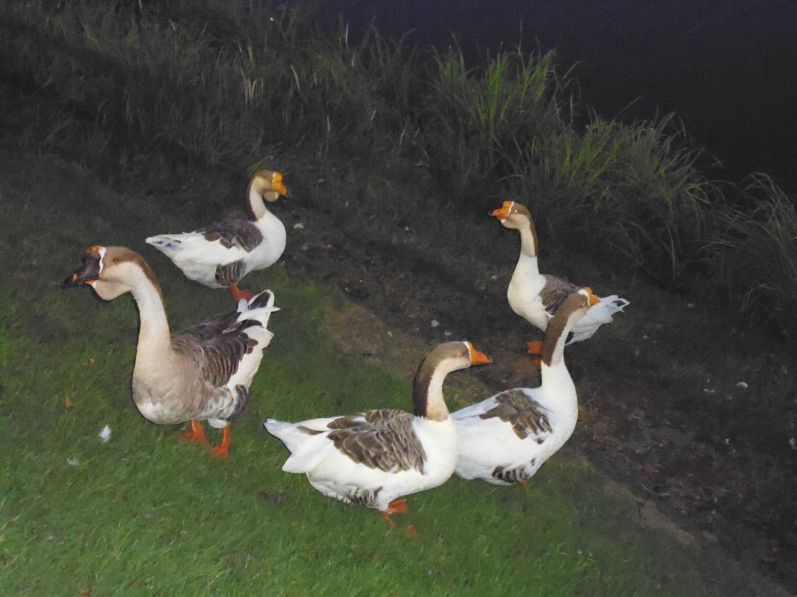 파나소닉 루믹스 DMC - FH10 빈티지 디카 상품이미지4