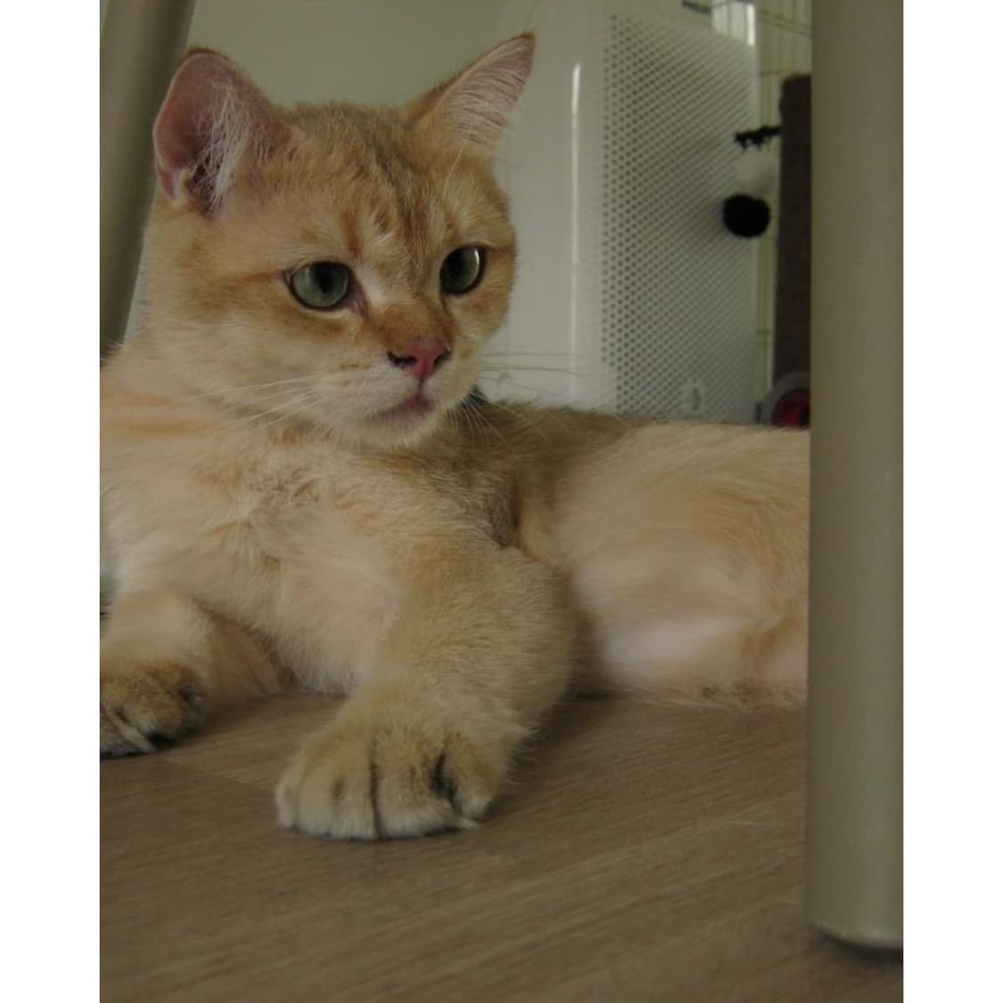 후지필름 z700exr 레드컬러 (작례 0) 상품이미지3