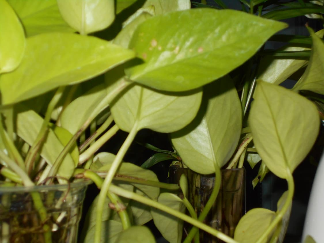 작례O) 니콘 쿨픽스 L32 nikon coolpix l32 디카 빈티지 상품이미지7